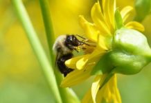 Research: Best use of wildflowers to benefit crops on farms —