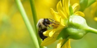 Research: Best use of wildflowers to benefit crops on farms —