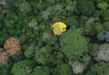 Research: The population of a tropical tree increases mostly in places where it is rare —
