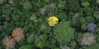 Research: The population of a tropical tree increases mostly in places where it is rare —