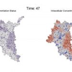 Study: How communication among cells affects development of multicellular tissue — (Details)