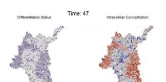 Study: How communication among cells affects development of multicellular tissue — (Details)