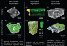 Research: Technological changes allow a radical overhaul for models of leaf biology —