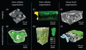 Research: Technological changes allow a radical overhaul for models of leaf biology —
