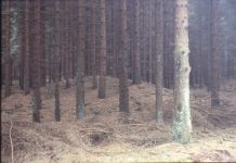 Research: Can forests save us from climate change?