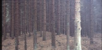 Research: Can forests save us from climate change?