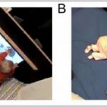 Study: Infants are more likely to learn when with a peer — (Details)