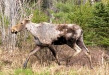 Research: Winter ticks killing moose at alarming rate —