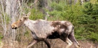 Research: Winter ticks killing moose at alarming rate —