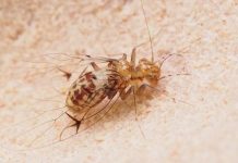 Research: Novel switching valve to receive more semen in a sex-role reversed cave insect —