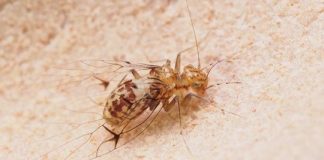 Research: Novel switching valve to receive more semen in a sex-role reversed cave insect —