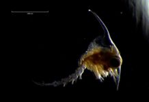 Research: Crabs larval differences are unrelated to their mothers’ sizes —