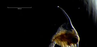 Research: Crabs larval differences are unrelated to their mothers’ sizes —