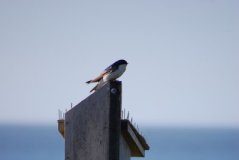 Research: Getting to the root of long-term tree swallow declines —