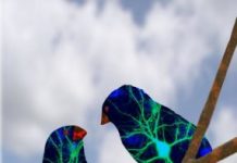 Research: Social brain lights up in juvenile songbirds that find a singing mentor —