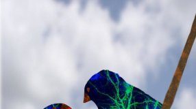 Research: Social brain lights up in juvenile songbirds that find a singing mentor —