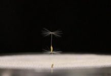 Tech: Why the plant is among the best fliers in the natural world — (Report)