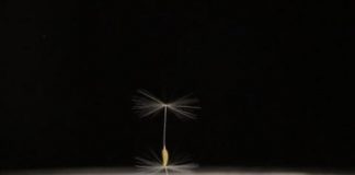 Tech: Why the plant is among the best fliers in the natural world — (Report)