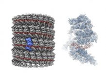 Research: Near-atomic resolution model of viral protein complex brings clearer understanding of the viral mechanics —