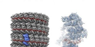 Research: Near-atomic resolution model of viral protein complex brings clearer understanding of the viral mechanics —