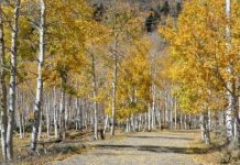 Research: First comprehensive assessment of Pando reveals critical threats —