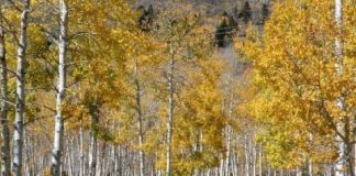 Research: First comprehensive assessment of Pando reveals critical threats —