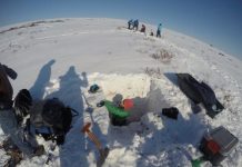 Research: Study finds shrubs trap snow, creating permanently thawed zones that destroy permafrost and create pathways for increased water and carbon flow —