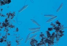 Research: Biodiversity can also destabilize ecosystems —