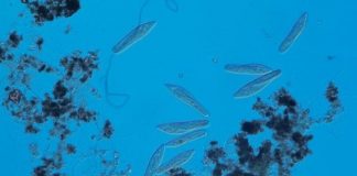 Research: Biodiversity can also destabilize ecosystems —