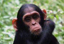 Research: Female chimpanzees know which males are most likely to kill their babies —