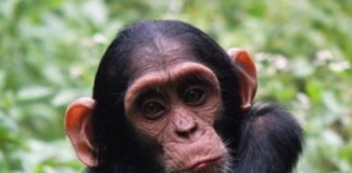Research: Female chimpanzees know which males are most likely to kill their babies —