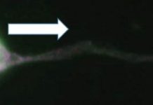 Research: Mice need a clutch to smell —