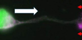 Research: Mice need a clutch to smell —