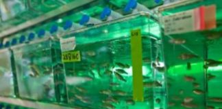 Study: Gene-edited zebrafish models take disease research to the next level — (Details)