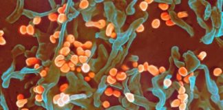 Research: Findings helped inform Nigeria’s public health response —