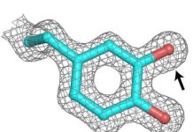 Research: Pathogens may evade immune response with metal-free enzyme required for DNA replication —