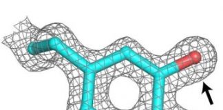 Research: Pathogens may evade immune response with metal-free enzyme required for DNA replication —