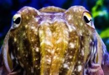 Research: Elucidating cuttlefish camouflage —