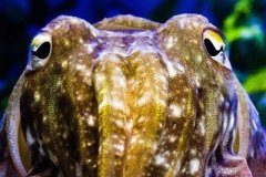 Research: Elucidating cuttlefish camouflage —