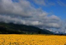 Research: Study links genes to social behaviors, including autism —