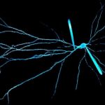 Study: Neurons in human and rat brains carry electrical signals in different ways, scientists find — (Details)