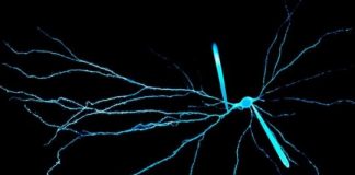 Study: Neurons in human and rat brains carry electrical signals in different ways, scientists find — (Details)