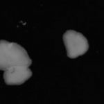 Study: New insight into the evolution of the nervous system — (Details)