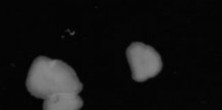 Study: New insight into the evolution of the nervous system — (Details)