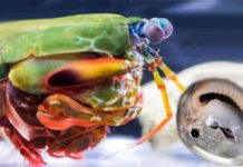 Research: Bioceramics power the mantis shrimp’s famous punch —
