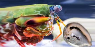 Research: Bioceramics power the mantis shrimp’s famous punch —