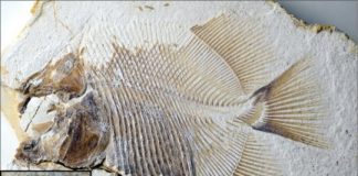 Research: 150-million-year old, piranha-like specimen is earliest known flesh-eating fish —
