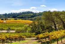 Research: Brining the wild back into our working lands may help prevent mass extinction —