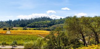 Research: Brining the wild back into our working lands may help prevent mass extinction —