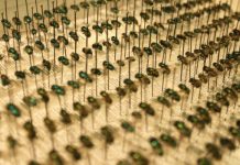 Research: New fly species found in Indiana may indicate changing climate —